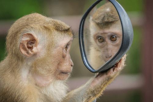 Tinder majmoknak - online társkereső majmoknak